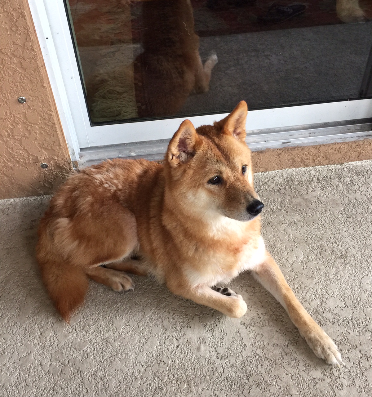 Adopted-Nikki-7 yr old Female Red Sesame Shiba Inu - Shiba ...