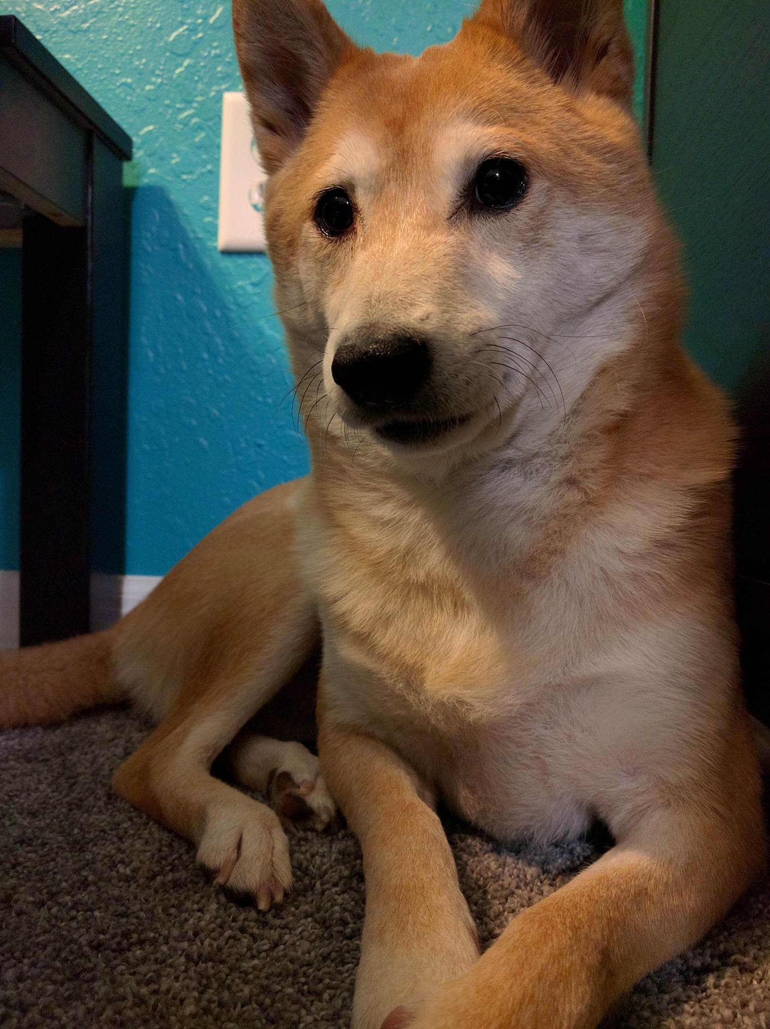 ADPOPTED-Foxy-5 year old Male Shiba Inu - Shiba Inu Rescue ...