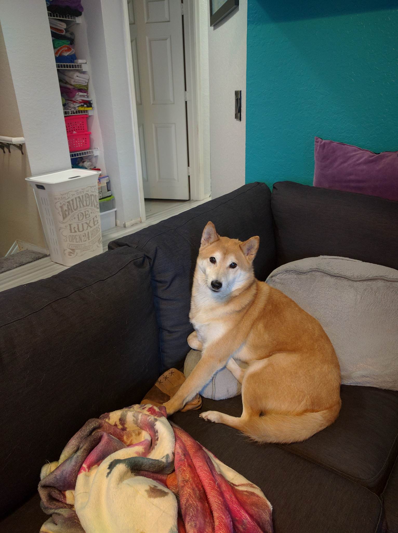 ADPOPTED-Foxy-5 year old Male Shiba Inu - Shiba Inu Rescue ...