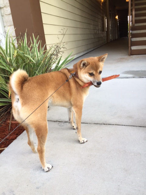 old Red Female Shiba - Shiba Inu Rescue of Florida (SIRF)