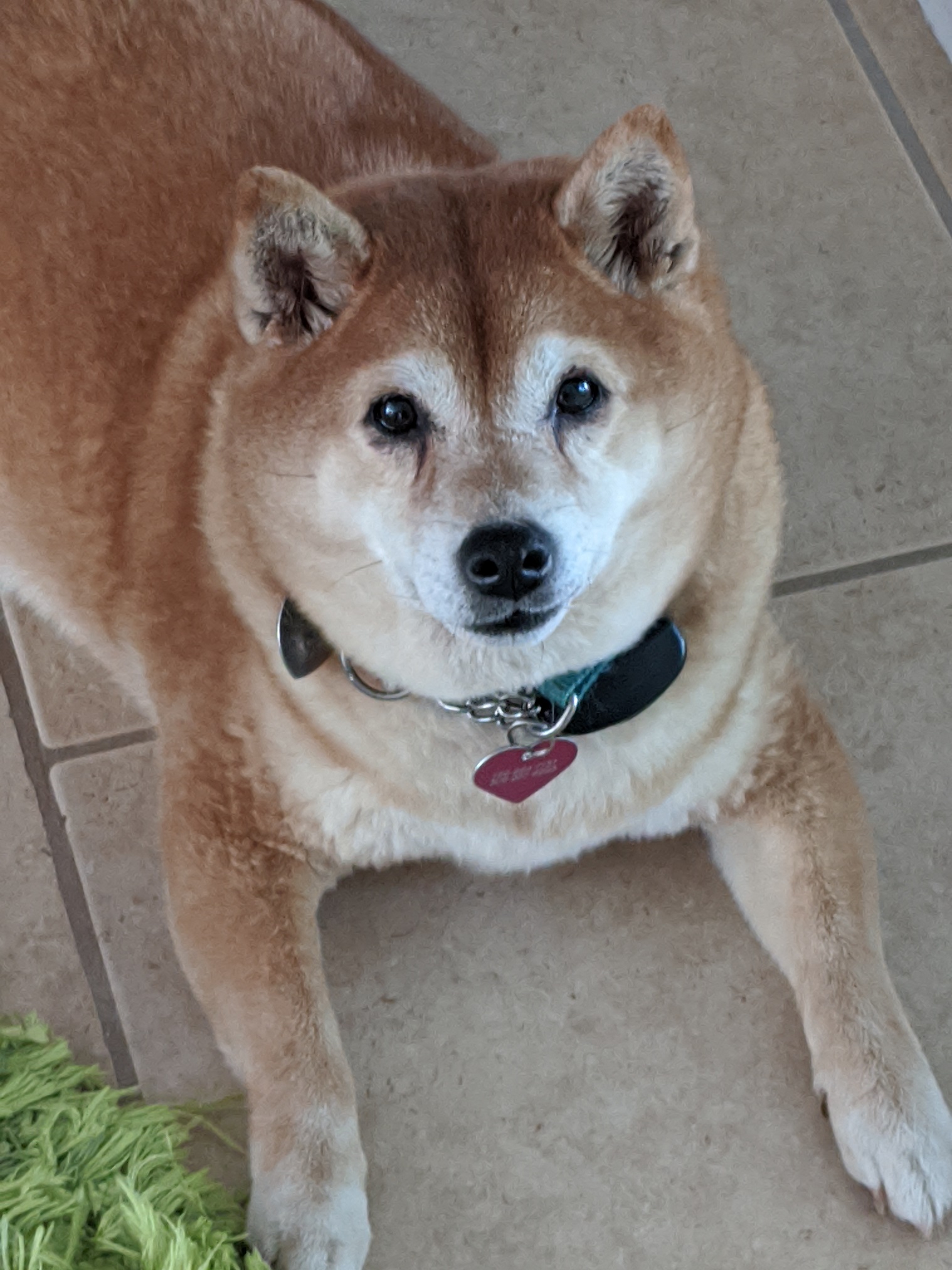 Adopted Sabrina 9 yr old Red Female Shiba Inu Shiba Inu Rescue