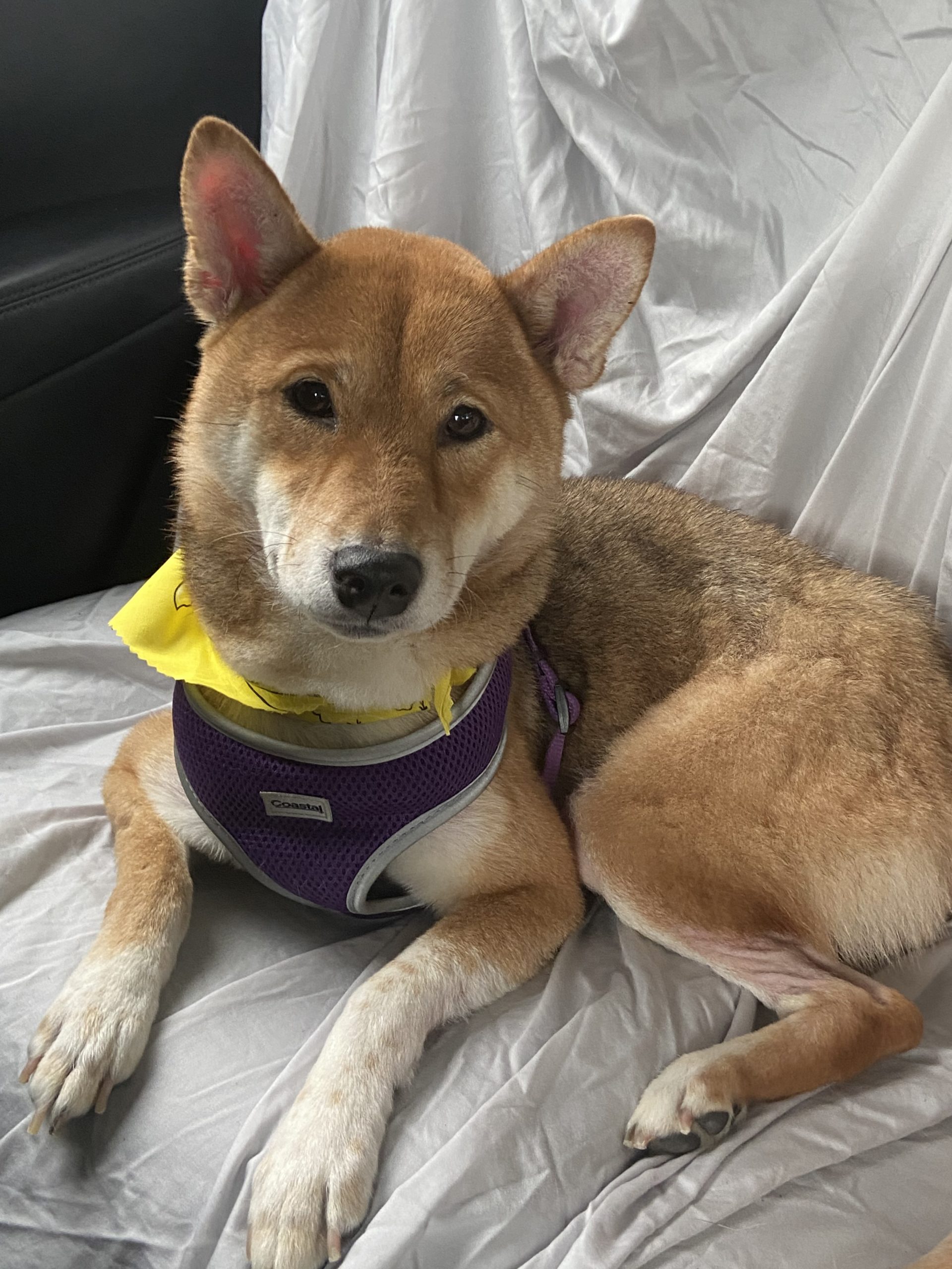 Female shiba sales inu