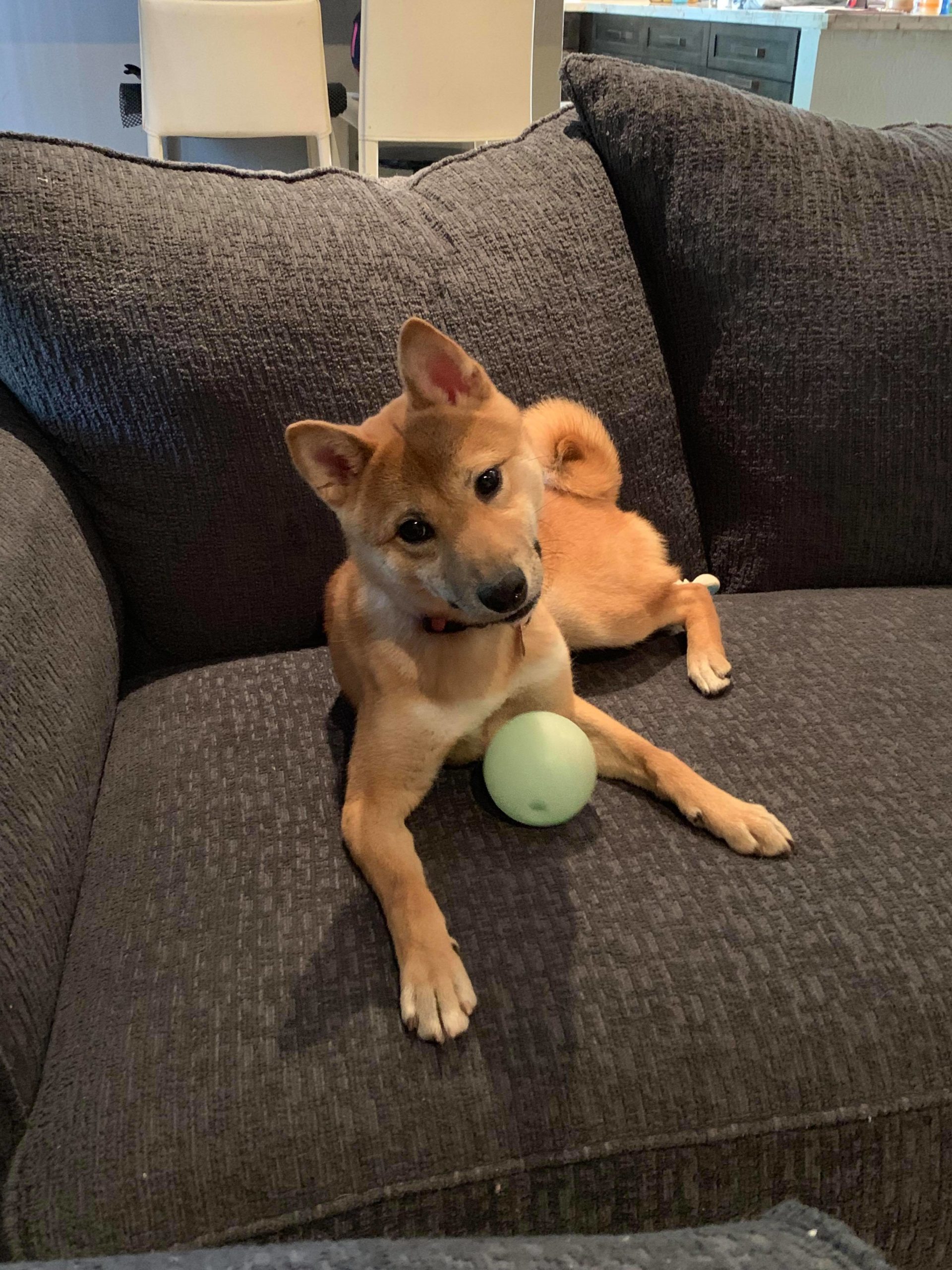 shiba inu rescue oregon